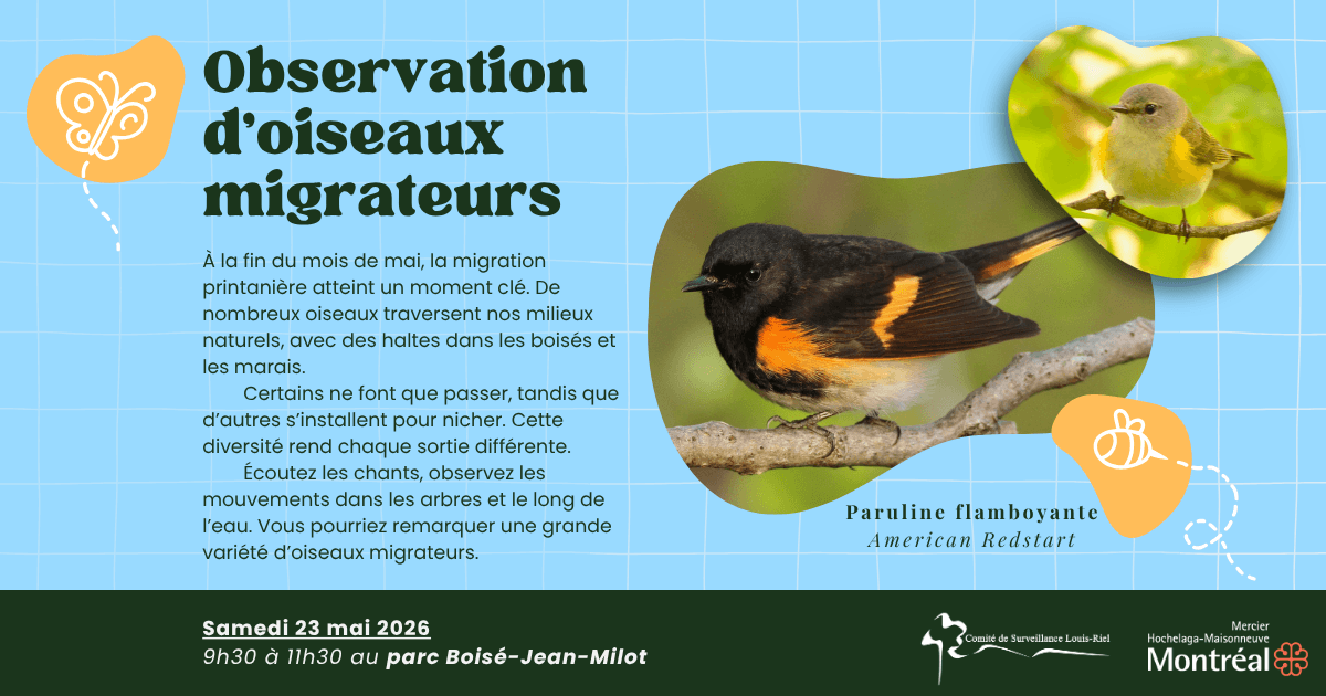 Image de l'article Les Gardien•nes du Sous-bois