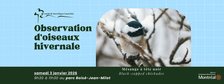 Image de l'article Observation d’oiseaux hivernale au Boisé-Jean-Milot