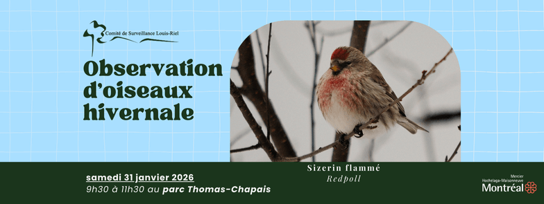 Image de l'article Observation d’oiseaux hivernale au parc Thomas-Chapais