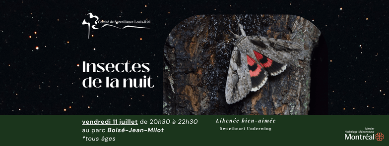 Image de l'article Les insectes de la nuit