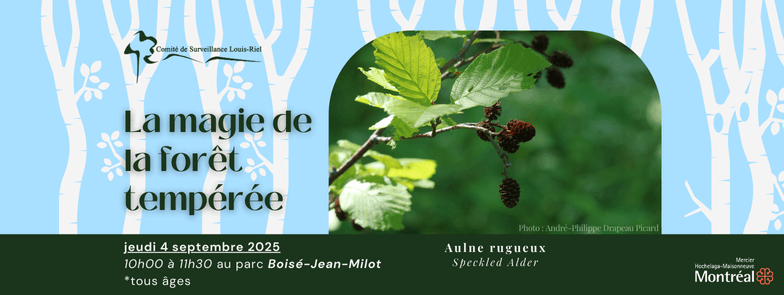 Image de l'article La magie de la forêt tempérée