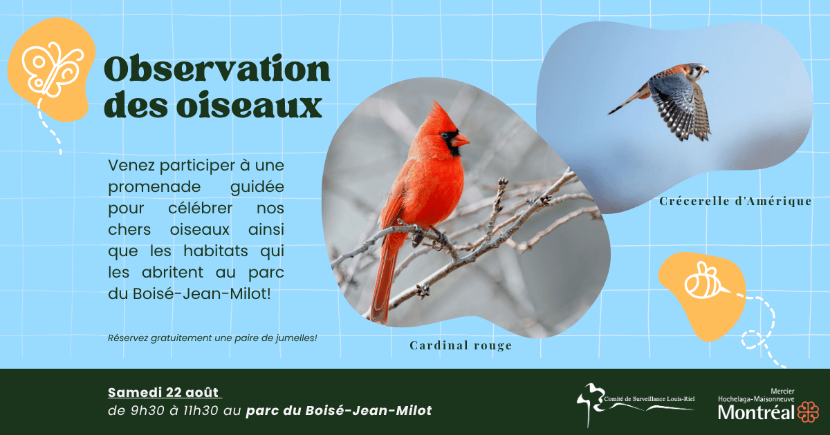 Image de l'article Observation des oiseaux