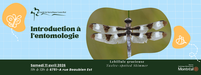 Image de l'article Introduction à l’entomologie