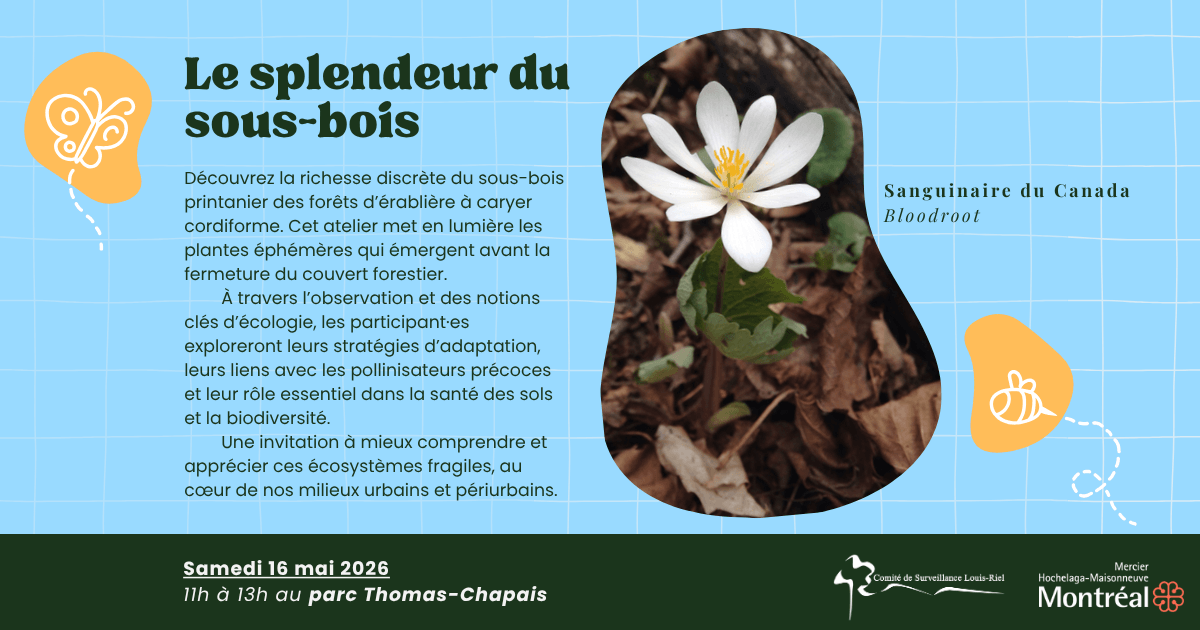 Image de l'article Le Splendeur du Sous-bois
