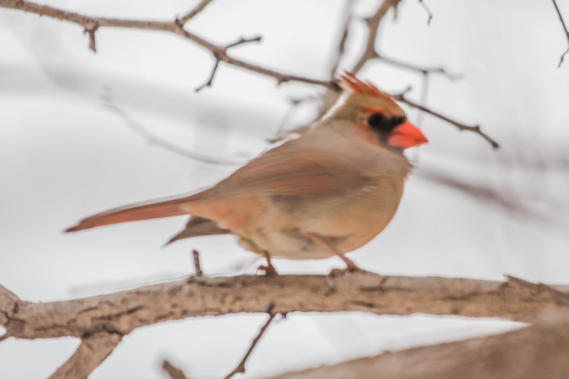 Image de l'article 🦉 Grand Recensement des Oiseaux d’Hiver 🐦❄️