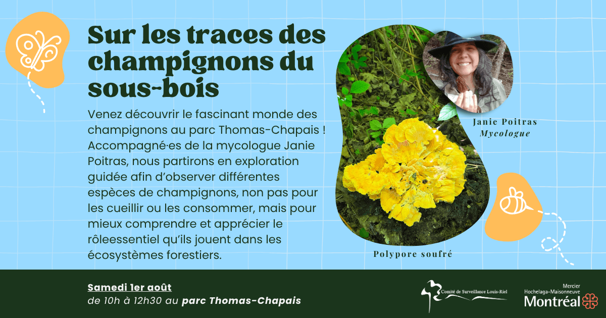 Image de l'article Sur les traces des champignons du sous-bois