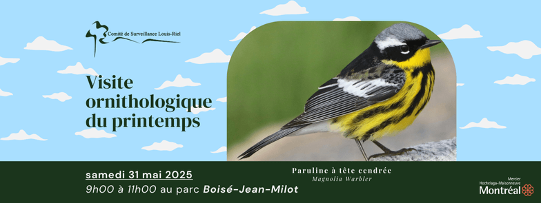 Image de l'article Visite ornithologique