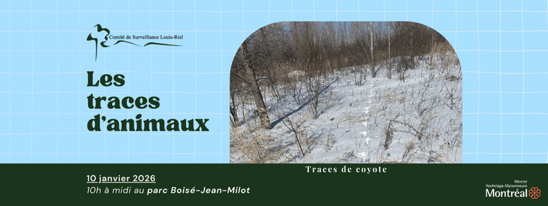 Image de l'article Les traces d’animaux