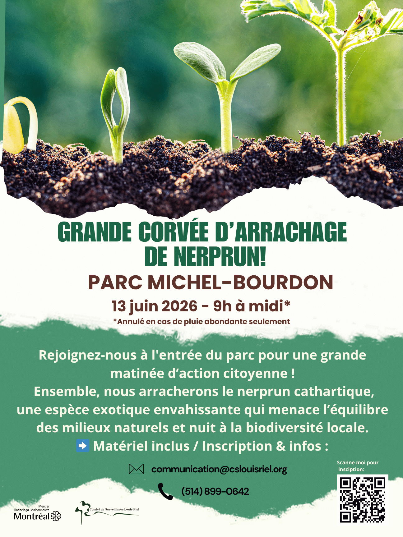 Image de l'article Grande corvée d’arrachage de nerprun