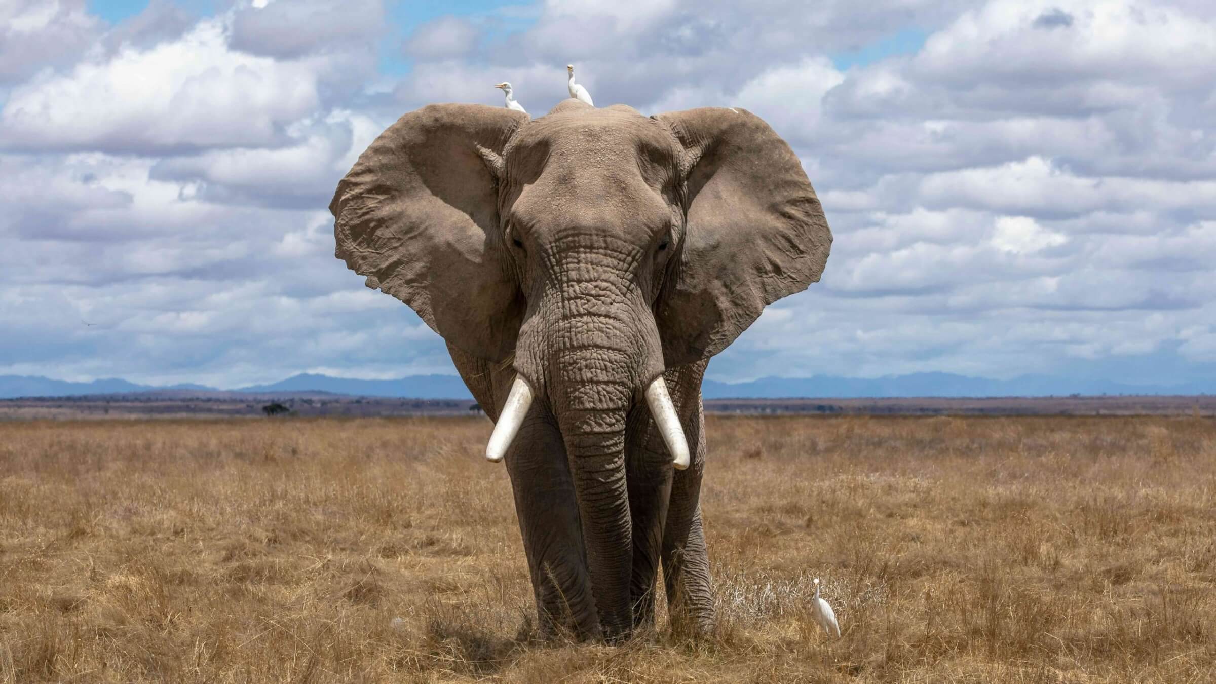 Image de l'article Faire de la place à un éléphant à Montréal