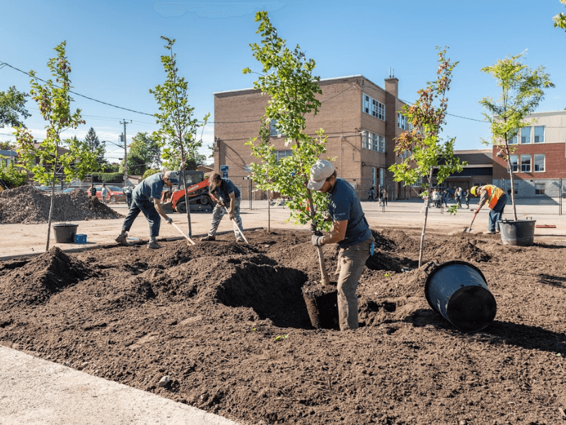 Image de l'article Verdissement urbain – Plantation d’arbres