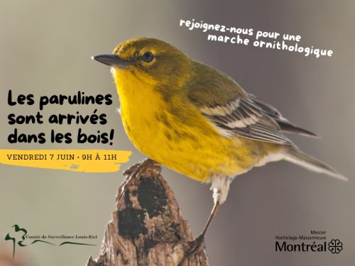 Une image d'un oiseau jaune avec le texte: Les parulines sont arrivées dans les bois. Rejoignez-nous pour une visite ornithologique. Vendredi 7 juin de 9h à 10h30.