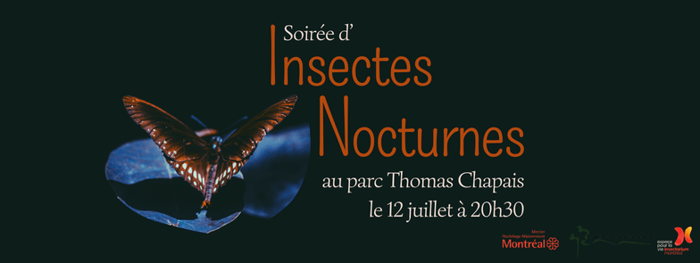 Image de l'article Soirée d’insectes nocturnes à parc Thomas-Chapais