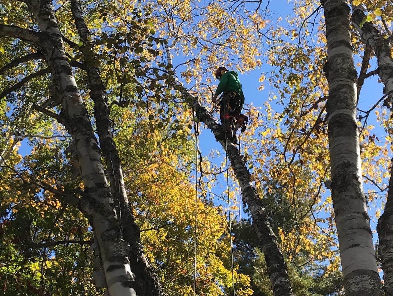 Image de l'article Qu’est-ce qu’un expert en abattage d’arbres ?