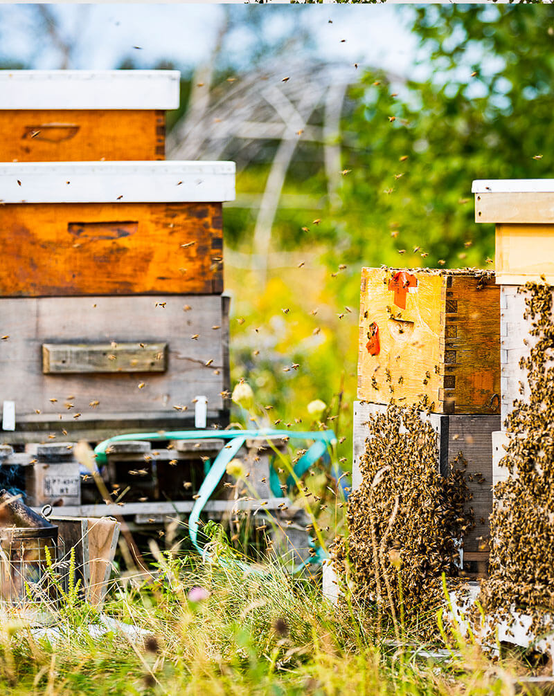 Image de l'article Les abeilles et l’apiculture urbaine : une alliance vitale pour notre avenir