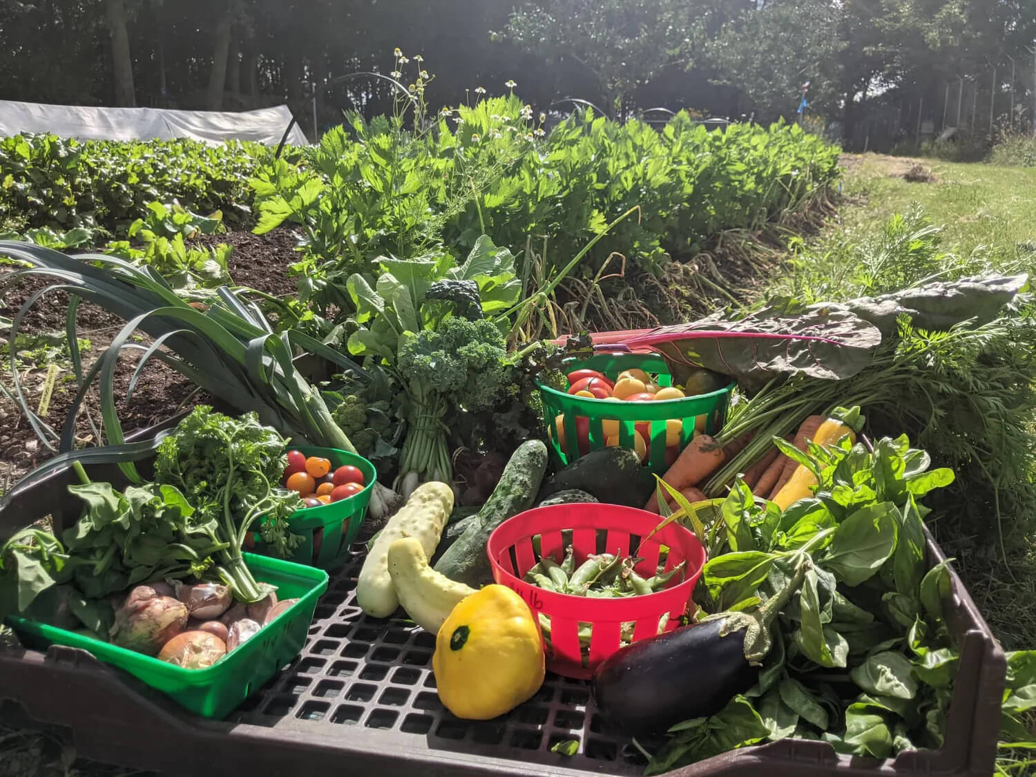 Image de l'article Nos jardins collectifs, ouverts à toutes et à tous !