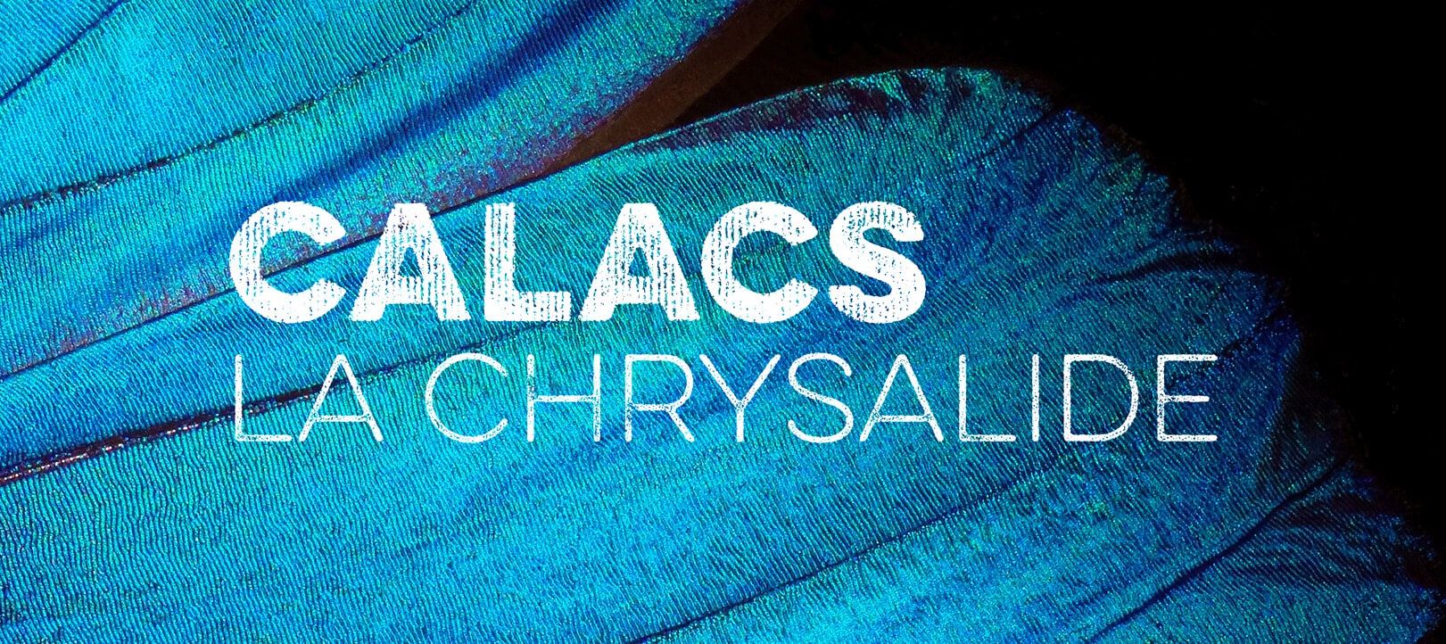 Logo de Centre d’Aide et de Lutte Contre les Agressions à Caractère Sexuel – la Chrysalide