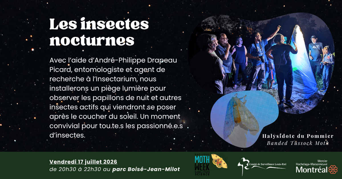 Image de l'article Les insectes nocturnes