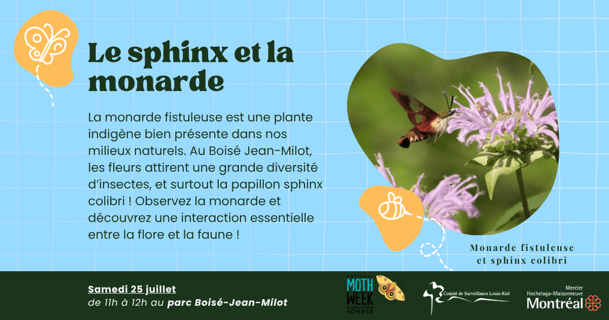 Image de l'article Le papillon sphinx et la monarde fistuleuse