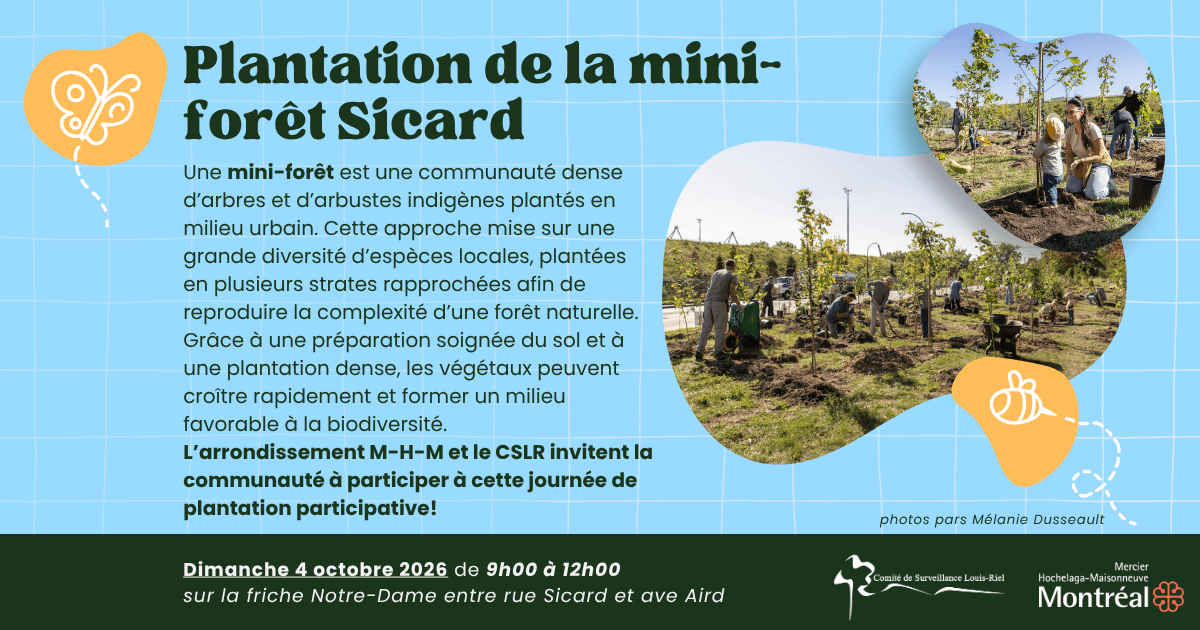 Image de l'article Plantation de la mini-forêt Sicard