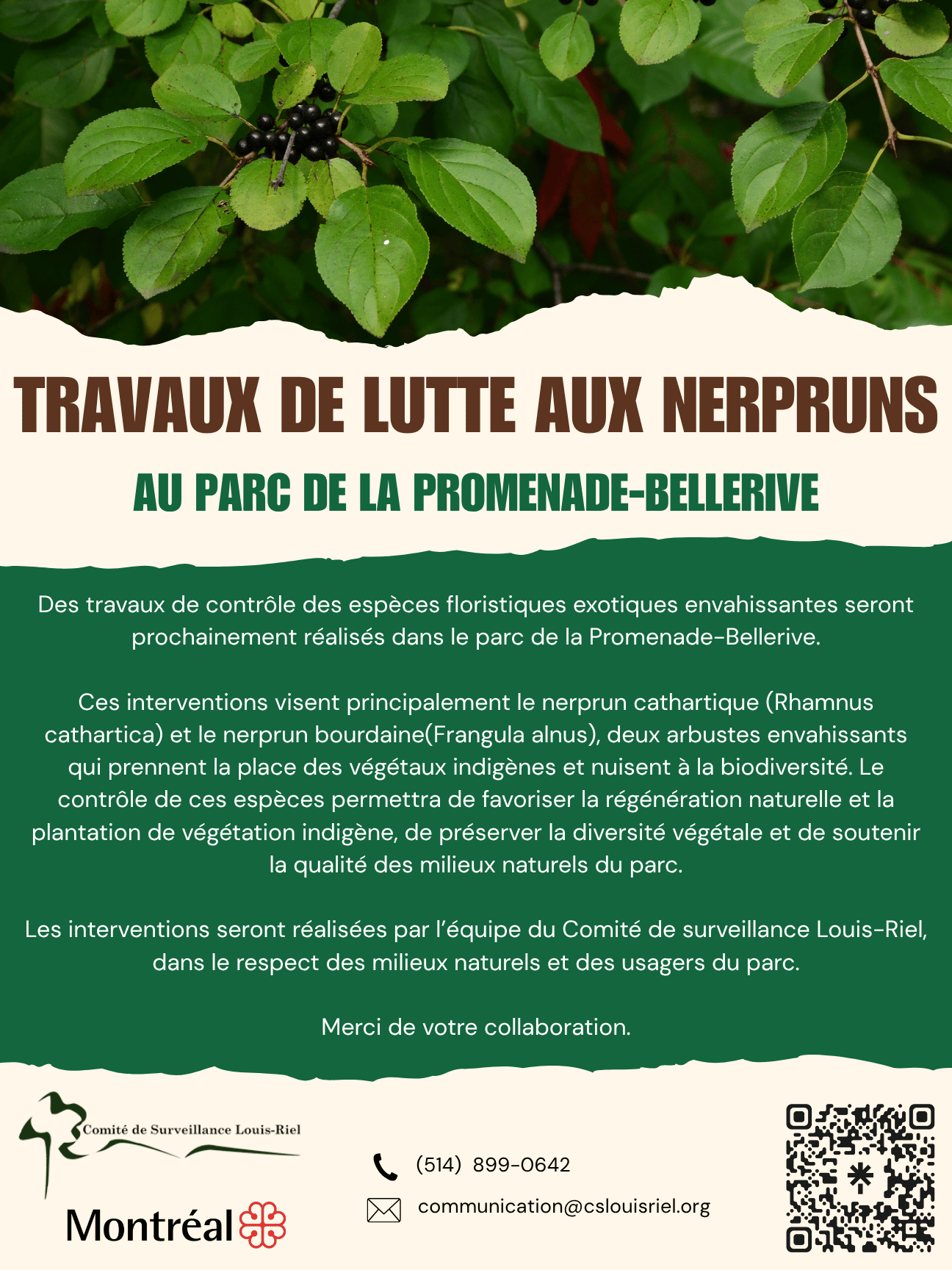 Image de l'article Spéciale intervention – Nerprun cathartique